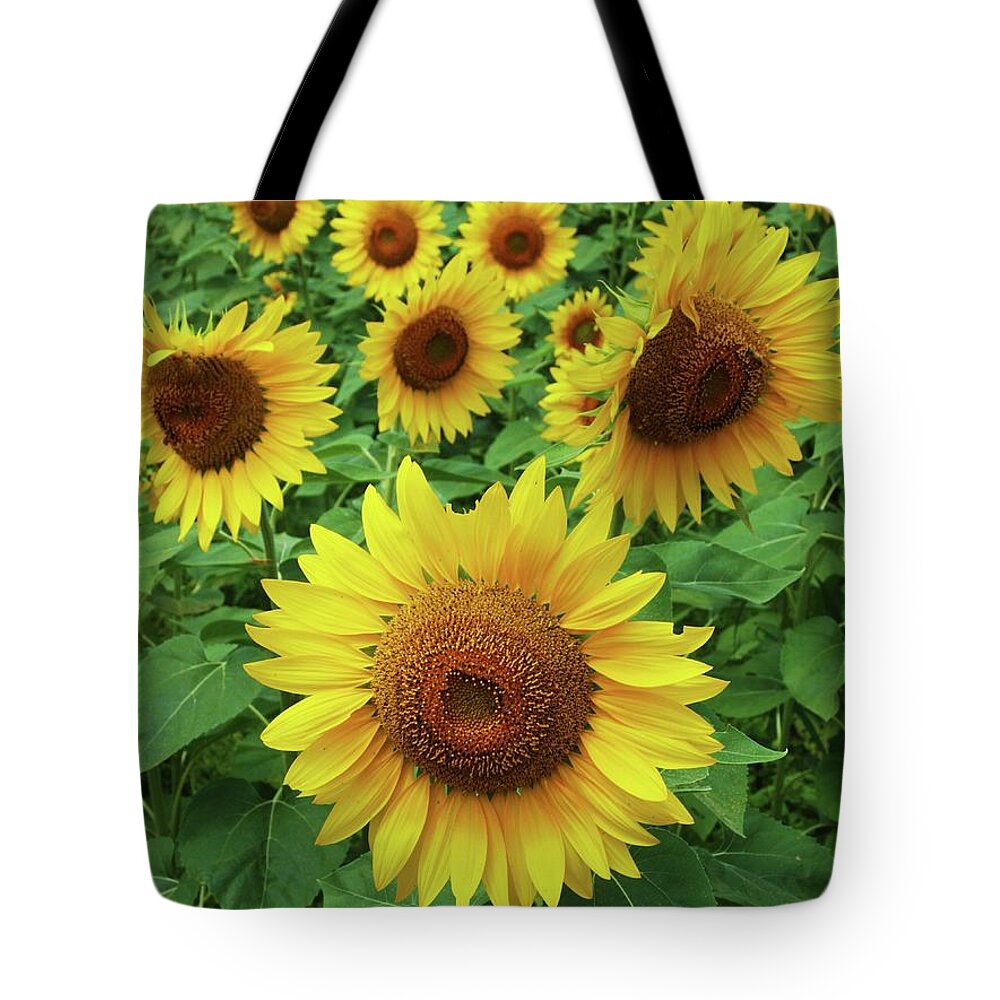 Sunflowers Tote Bag featuring the photograph Sunflower Time by John Scates