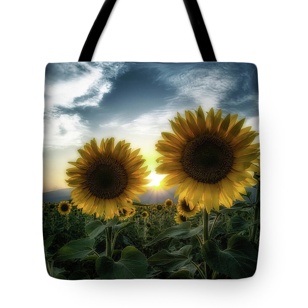 Field Tote Bag featuring the photograph Sunflowers at sunset by Plamen Petkov