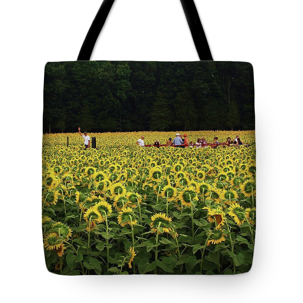 Sunflower Tote Bag featuring the photograph Sunflowers everywhere by John Scates