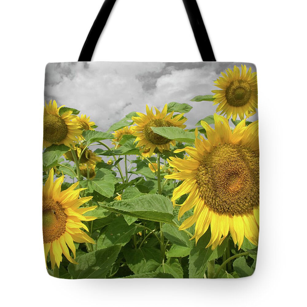 Sunflowers I Tote Bag featuring the photograph Sunflowers I by Dylan Punke