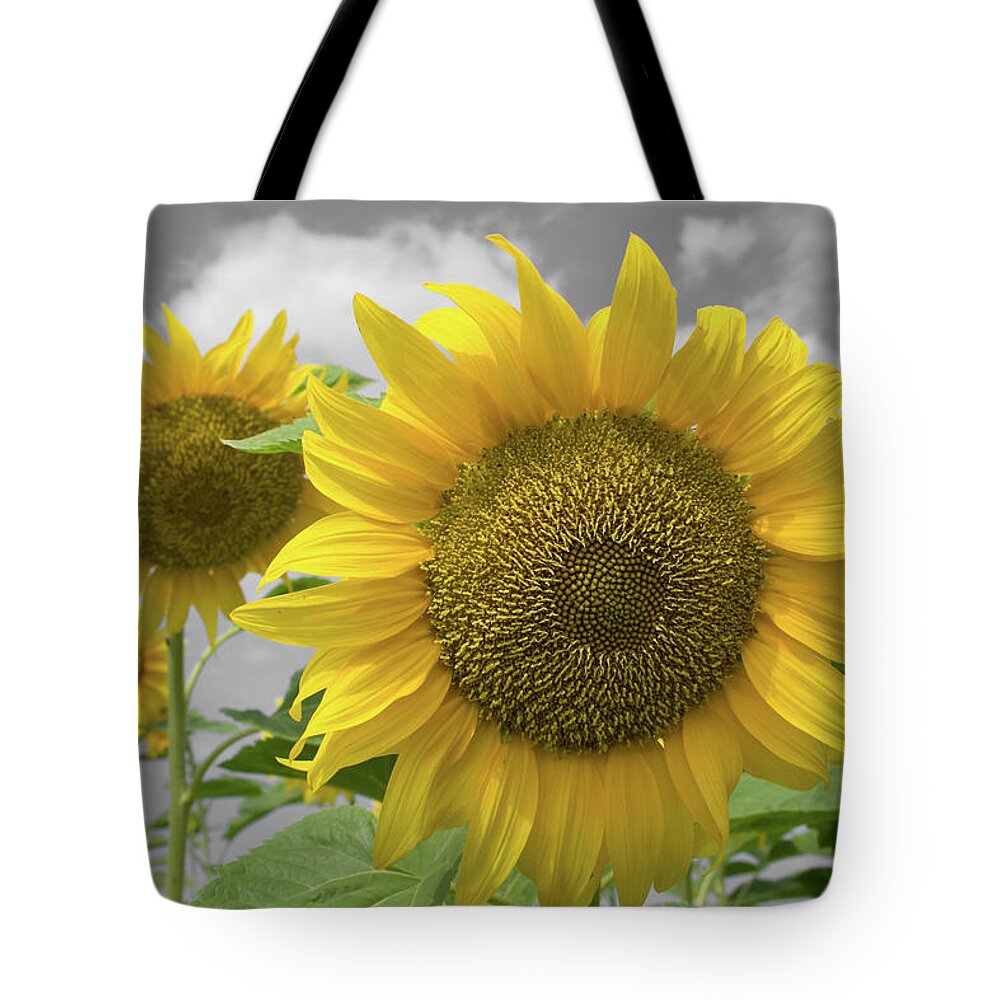 Sunflowers Iii Tote Bag featuring the photograph Sunflowers III by Dylan Punke