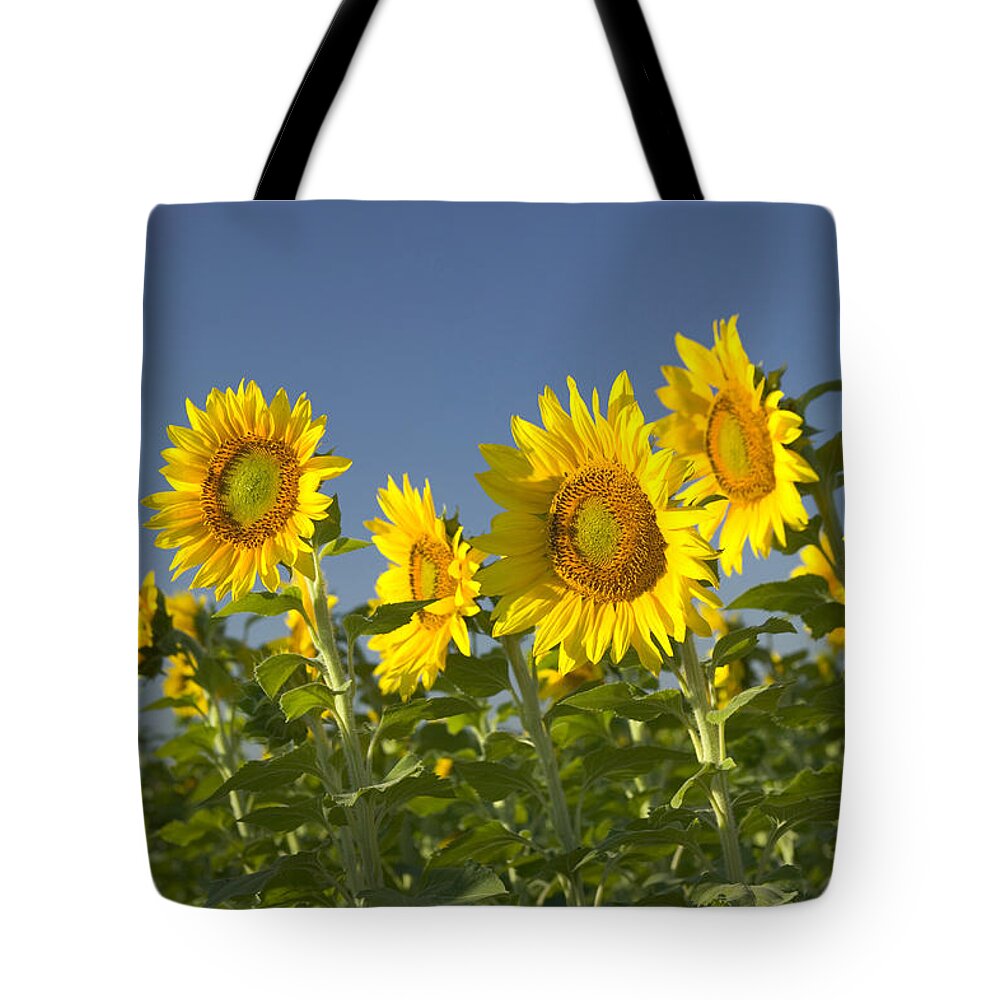 Sunflowers Tote Bag featuring the photograph Sunflowers In A Field by Inga Spence