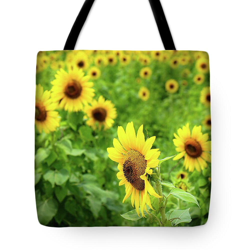 Sunflowers Tote Bag featuring the photograph Sunflowers in Memphis IV by Veronica Batterson