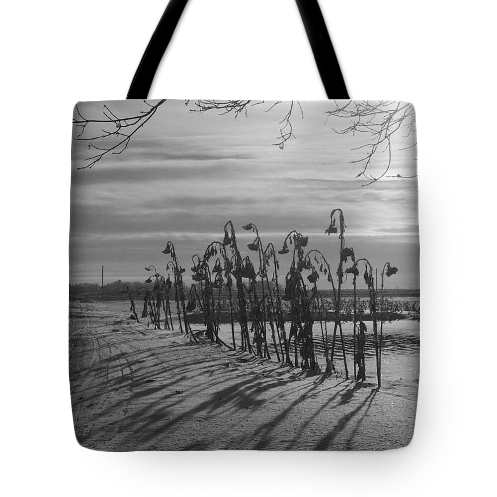 Sunflower Tote Bag featuring the photograph Sunflowers in the Winter Sun by Mary Mikawoz