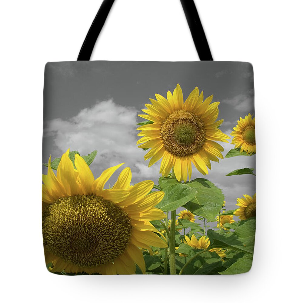 Sunflowers Iv Tote Bag featuring the photograph Sunflowers IV by Dylan Punke
