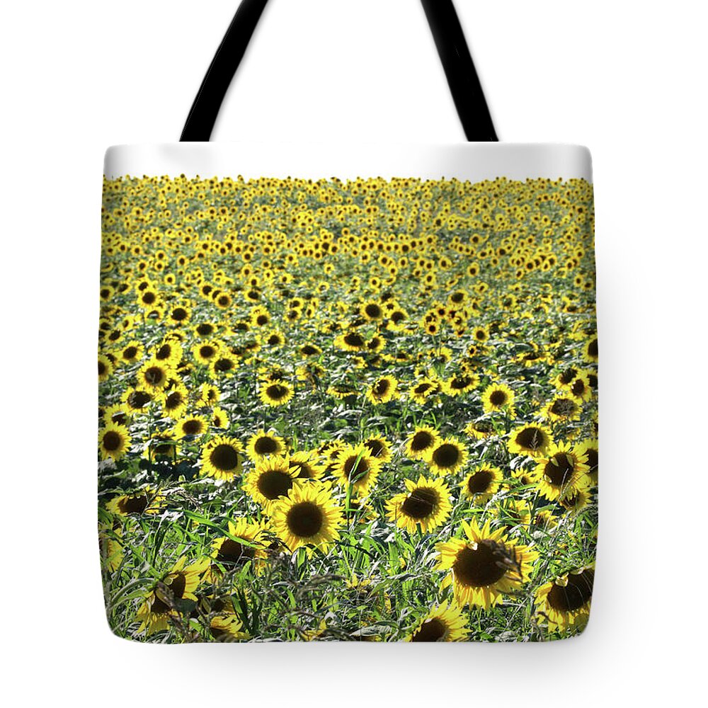 Sunflower Tote Bag featuring the photograph Sunflowers Mattituck New York by Bob Savage
