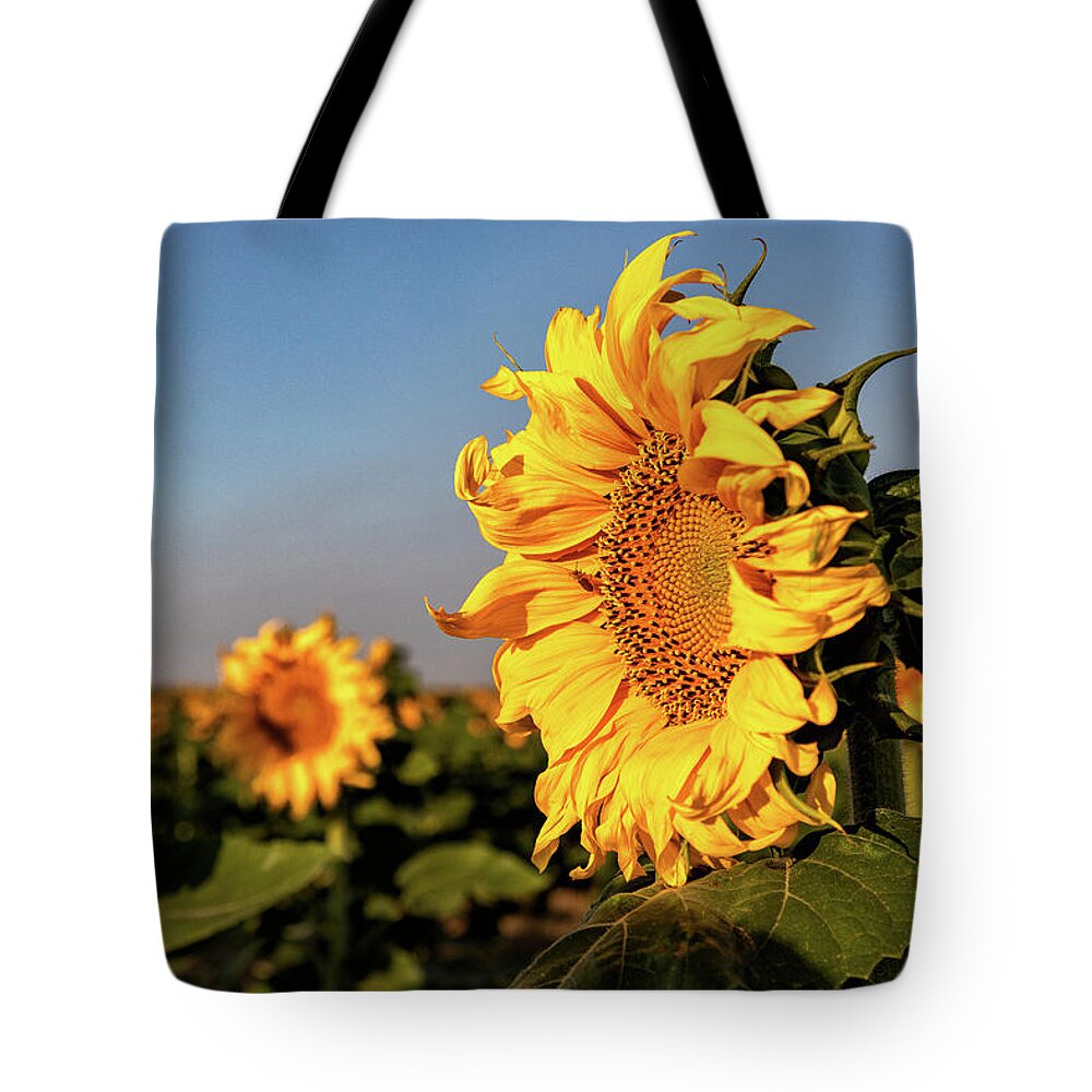Sunflower Tote Bag featuring the photograph Sunflowers on the Colorado Plains by Tony Hake