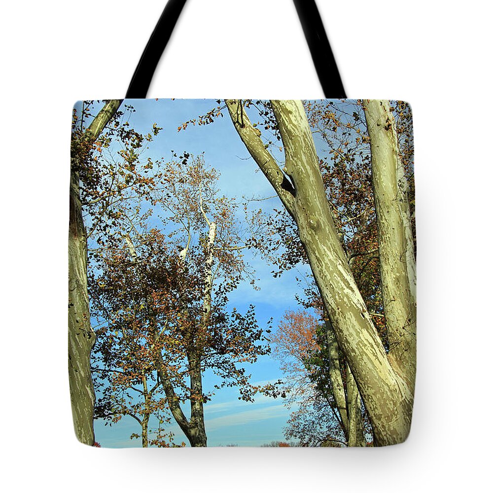  Tote Bag featuring the photograph Sunlight On Bark by Cora Wandel