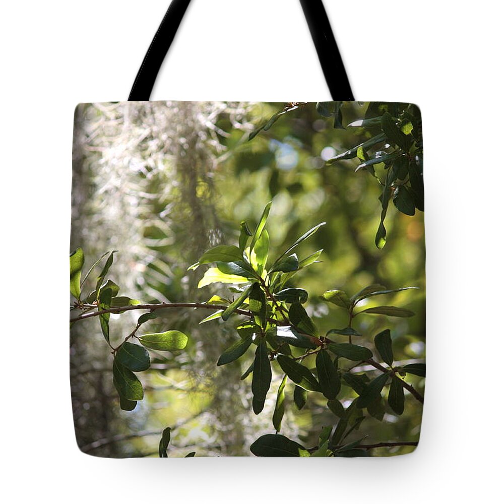 Tree Tote Bag featuring the photograph Sunlight through the Oak by Carol Groenen