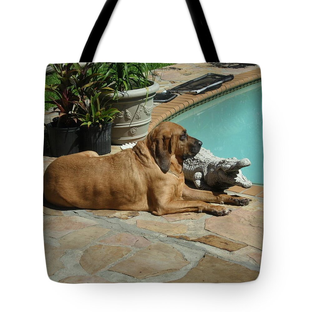 Bloodhound Tote Bag featuring the photograph Sunning by Val Oconnor