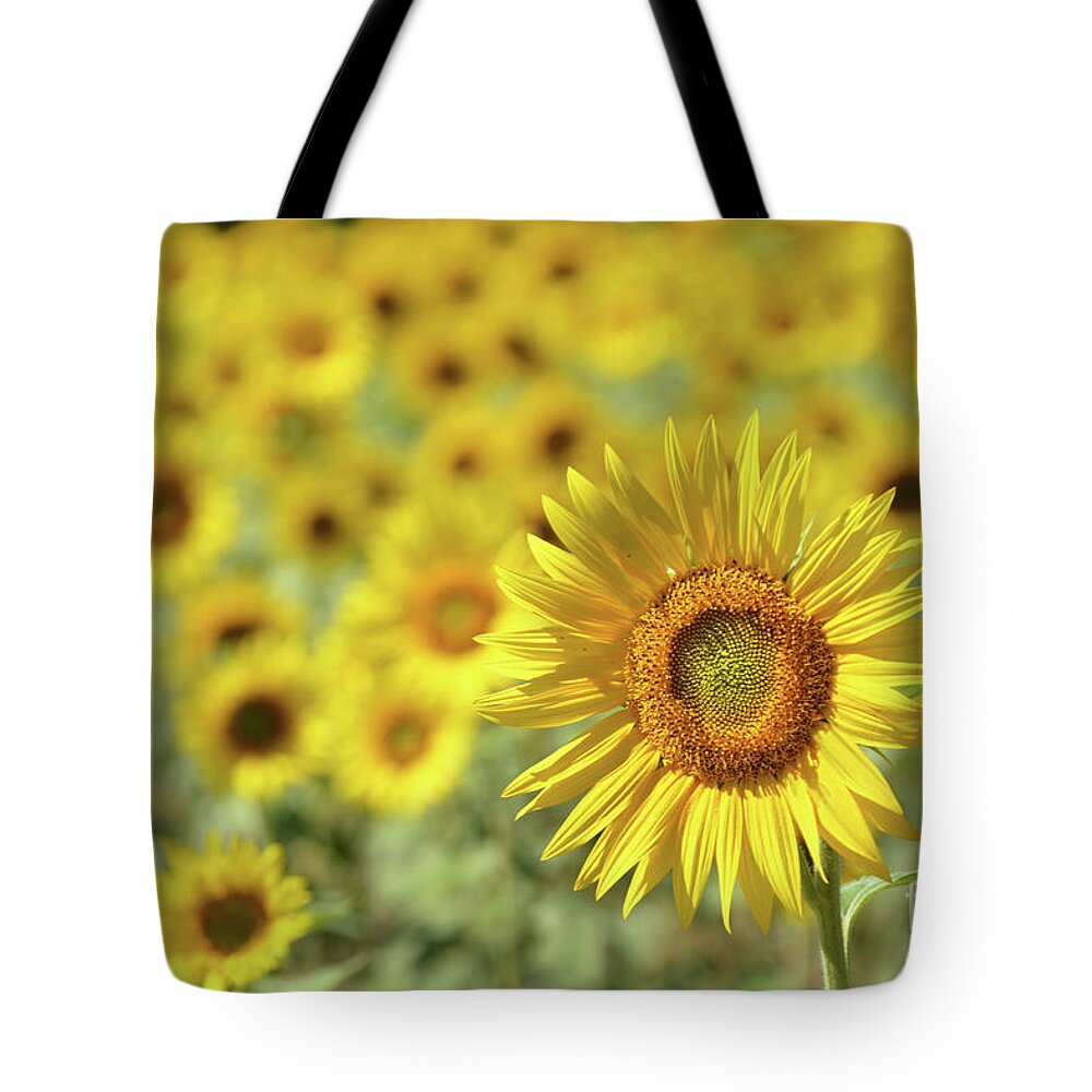 Sunflower Tote Bag featuring the photograph Sunny by Dan Holm
