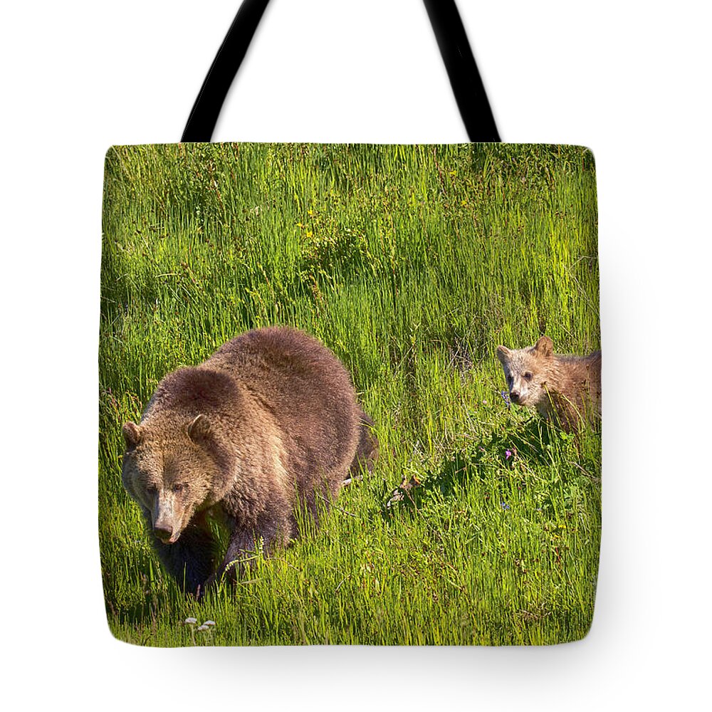 Grizzly Bears Tote Bag featuring the photograph Sunny Meadow by Aaron Whittemore