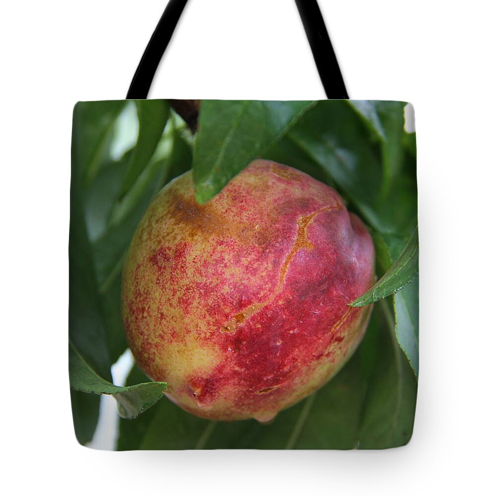 Pluot Tote Bag featuring the photograph Sunset Fruit by Suzanne Oesterling