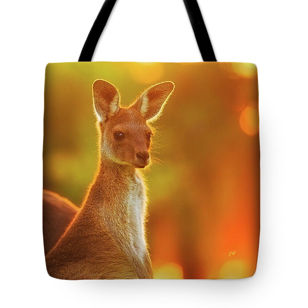 Mad About Wa Tote Bag featuring the photograph Sunset Joey, Yanchep National Park by Dave Catley