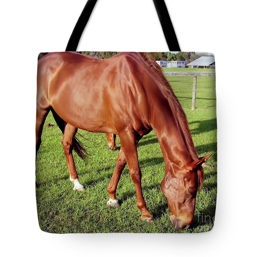 Horse Tote Bag featuring the photograph Sunshine Horse by D Hackett