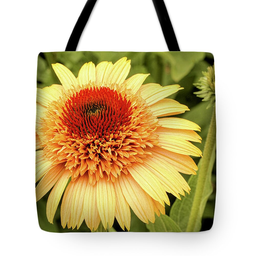 Coneflower Tote Bag featuring the photograph Sunshine by Lorraine Baum