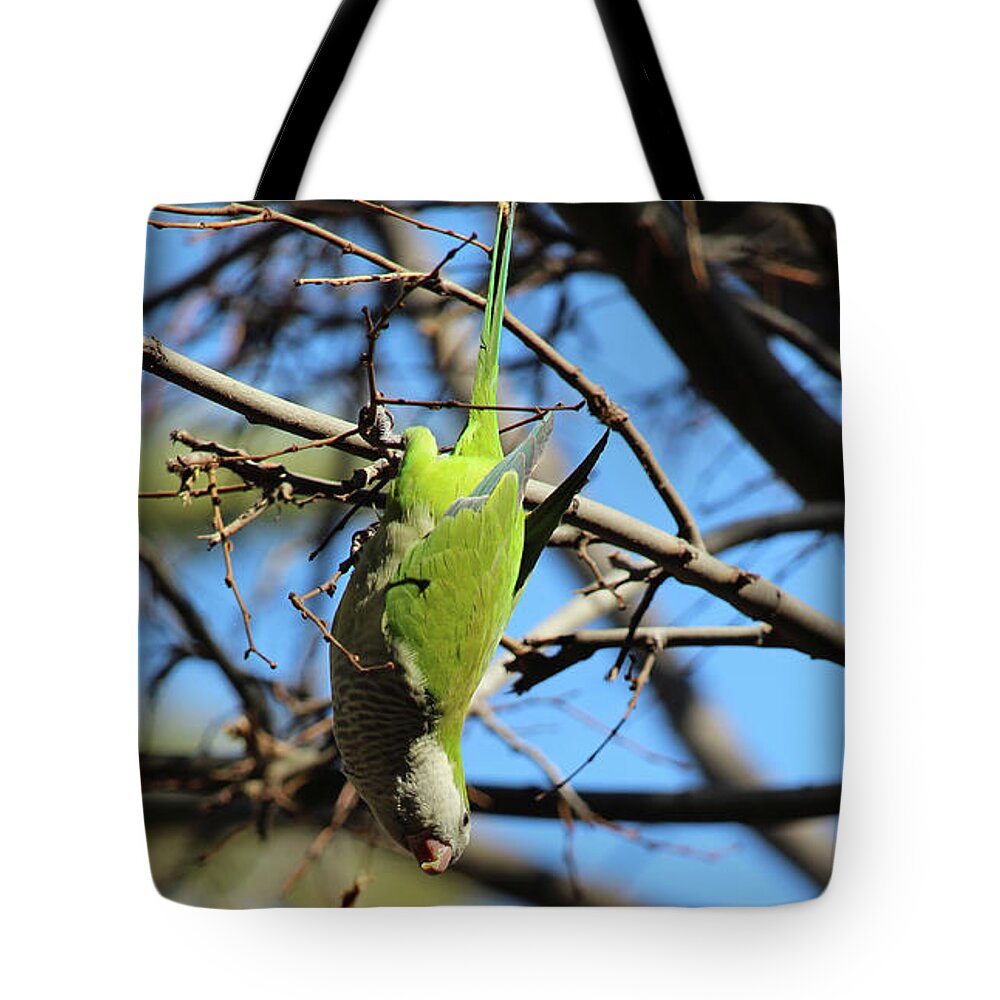 Bird Tote Bag featuring the photograph Super Hang On by Eddie Barron