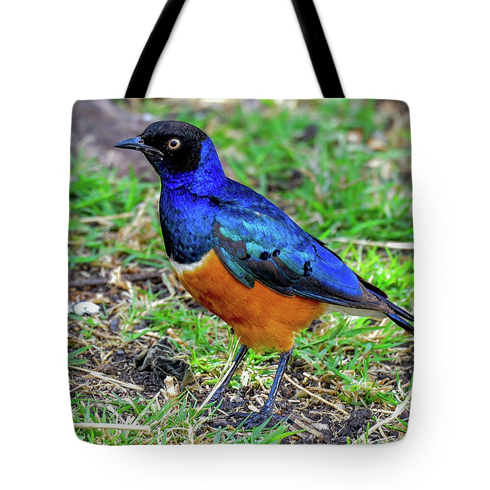 Africa Tote Bag featuring the photograph Superb Starling by Marilyn Burton