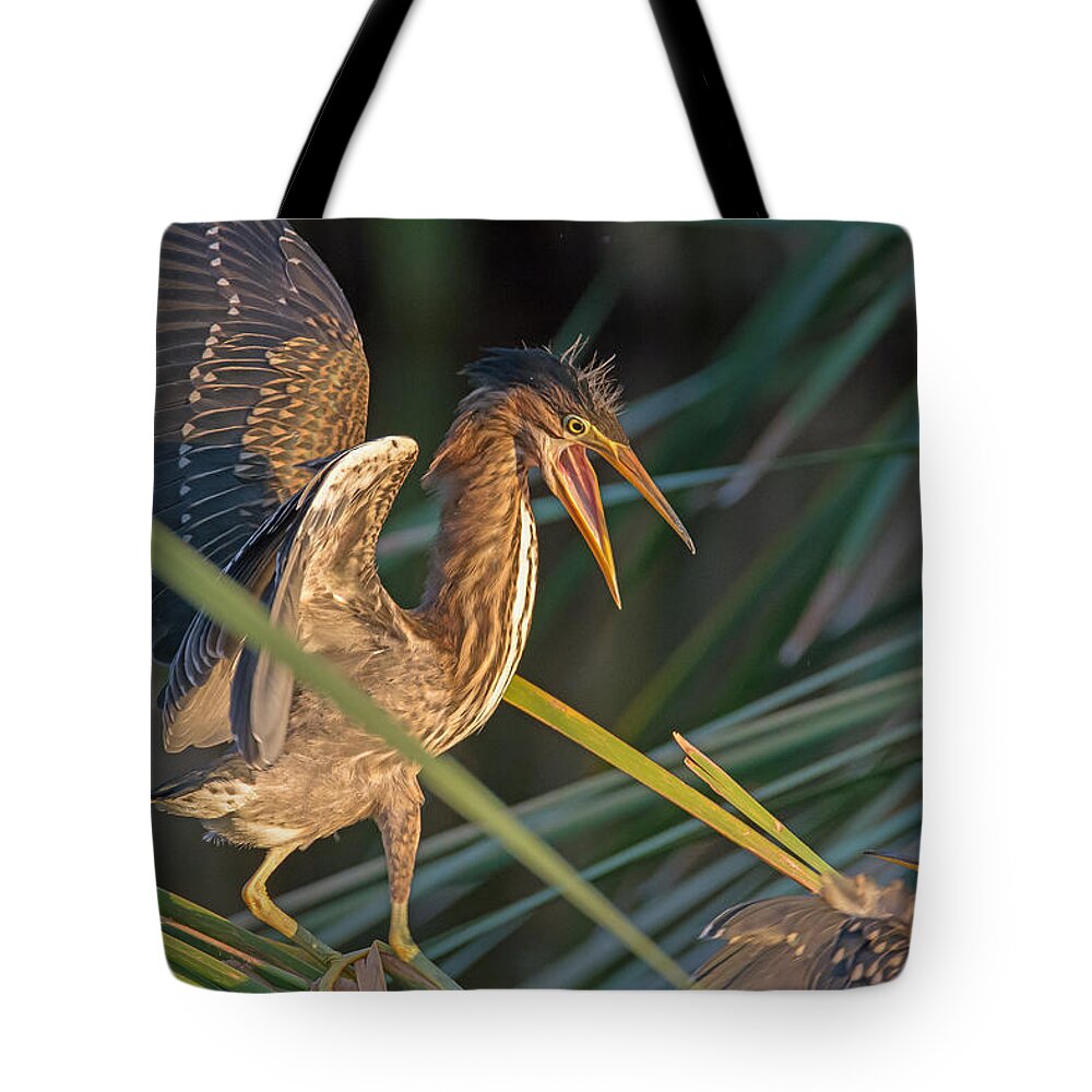 Water Bird Tote Bag featuring the photograph Surprise Attack by Tam Ryan