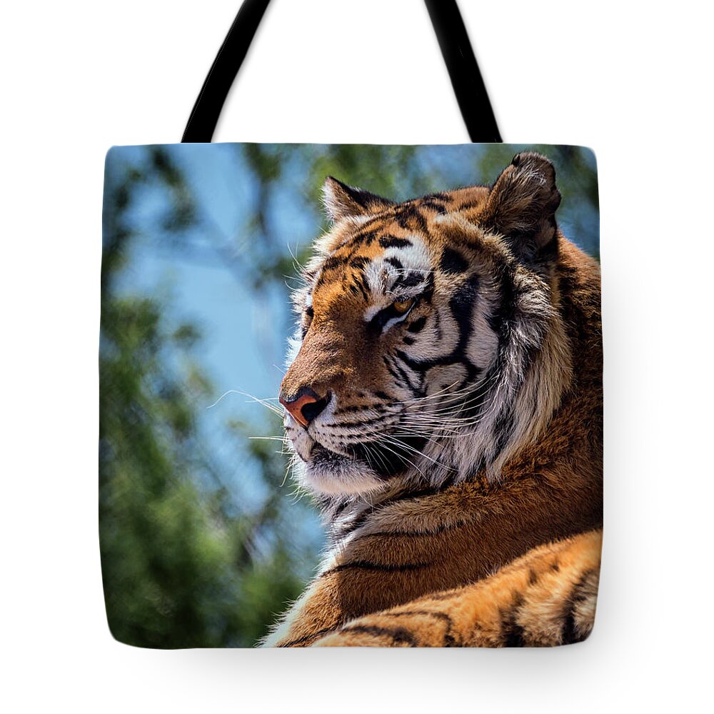 Siberian Tote Bag featuring the photograph Surveying Eyes by American Landscapes