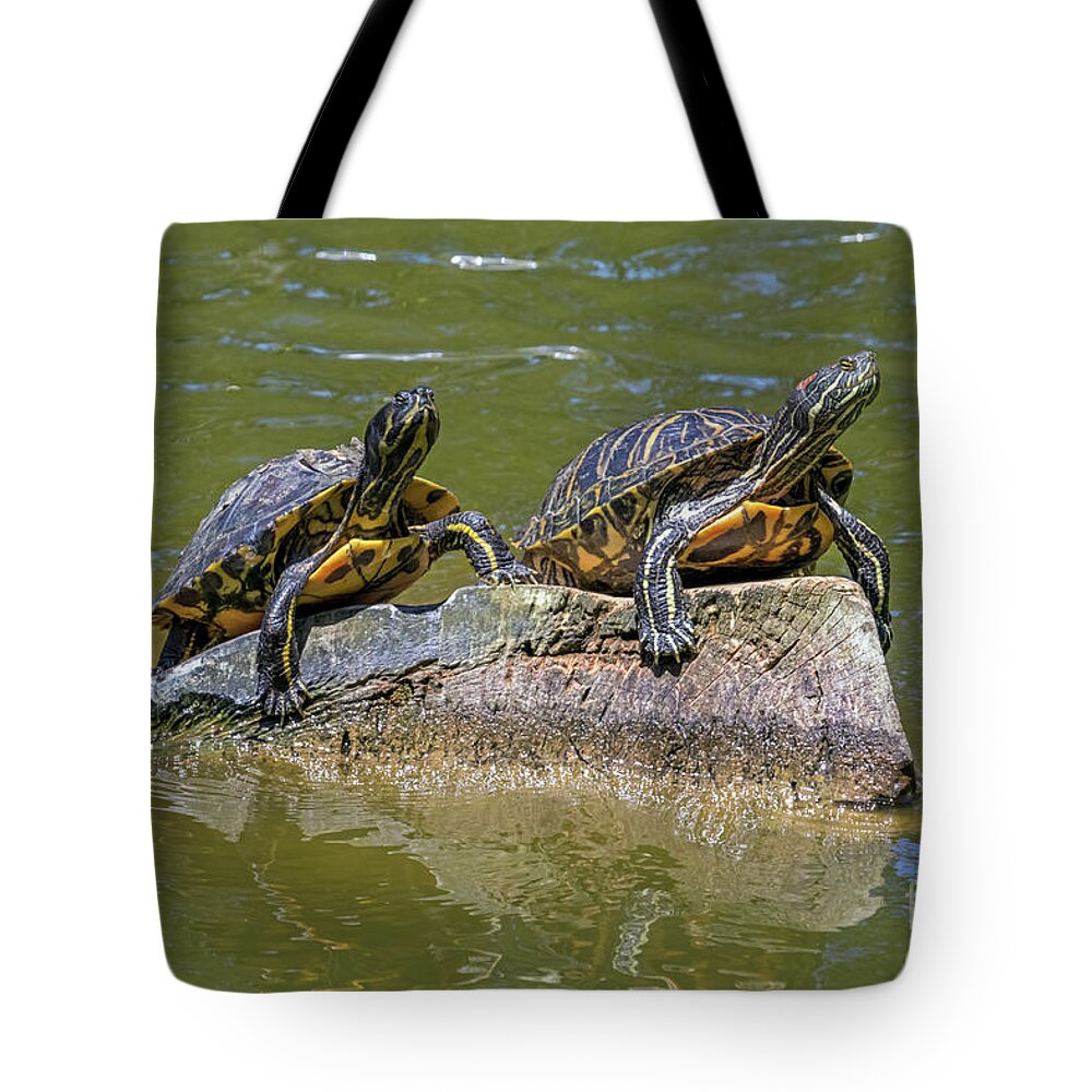 Turtles Tote Bag featuring the photograph Surveying Their Domain by Kate Brown