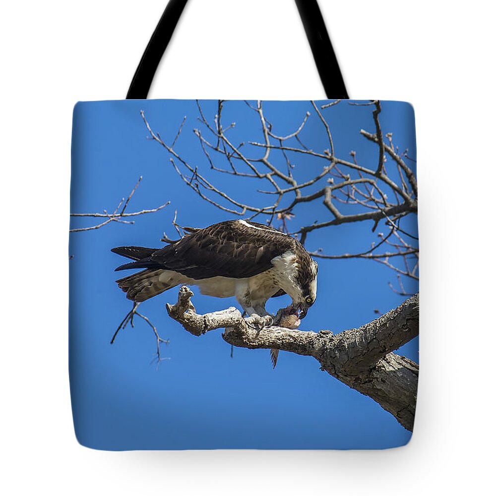 Osprey Tote Bag featuring the photograph Sushi by Cathy Kovarik