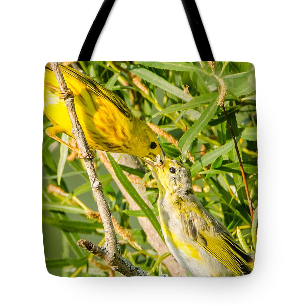 Bird Tote Bag featuring the photograph Sushi for the Family by Wild Fotos