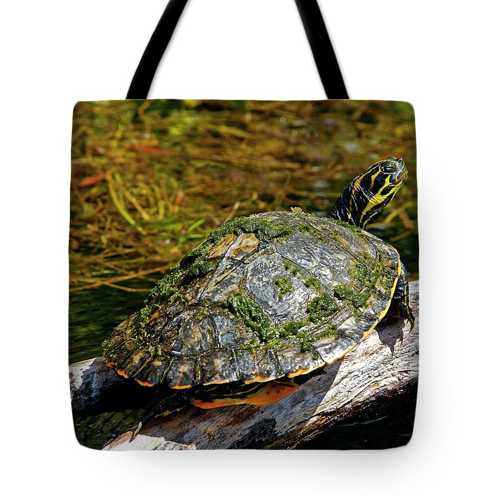 Suwannee Cooter Turtle Tote Bag featuring the photograph Suwannee Cooter Turtle Portrait by Sally Weigand