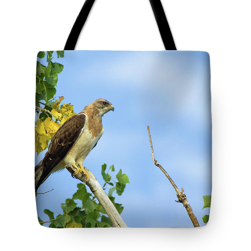 Bird Of Prey Tote Bag featuring the photograph Swainson's Hawk Perched by John De Bord