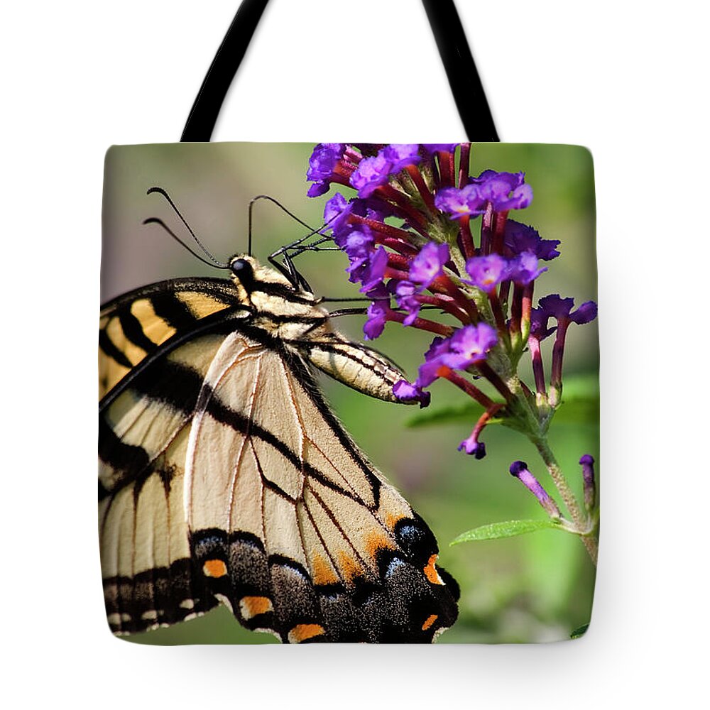 Swallowtail Butterflies Tote Bag featuring the photograph Swallowtail Butterfly by Jill Lang