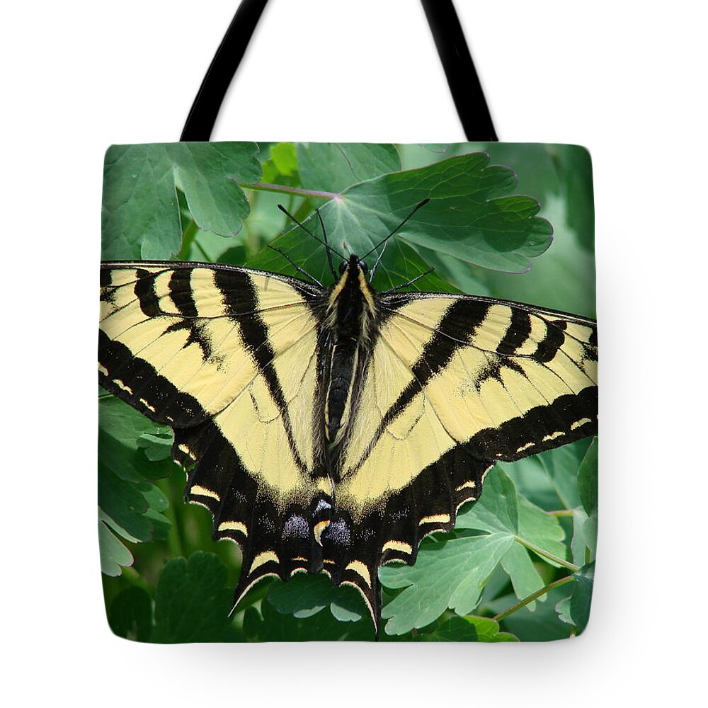 Swallowtail Tote Bag featuring the photograph Swallowtail butterfly by Liz Vernand