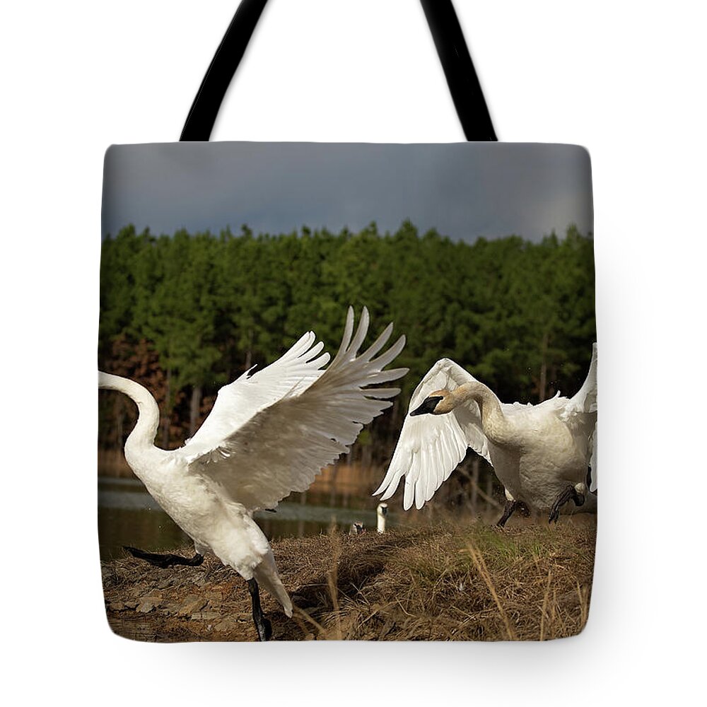 Trumpeter Swan Tote Bag featuring the photograph Swan Fight by Eilish Palmer