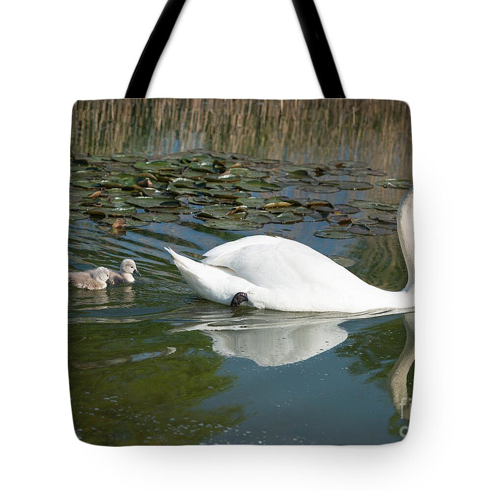 Swan Tote Bag featuring the photograph Swan scenic by Andrew Michael