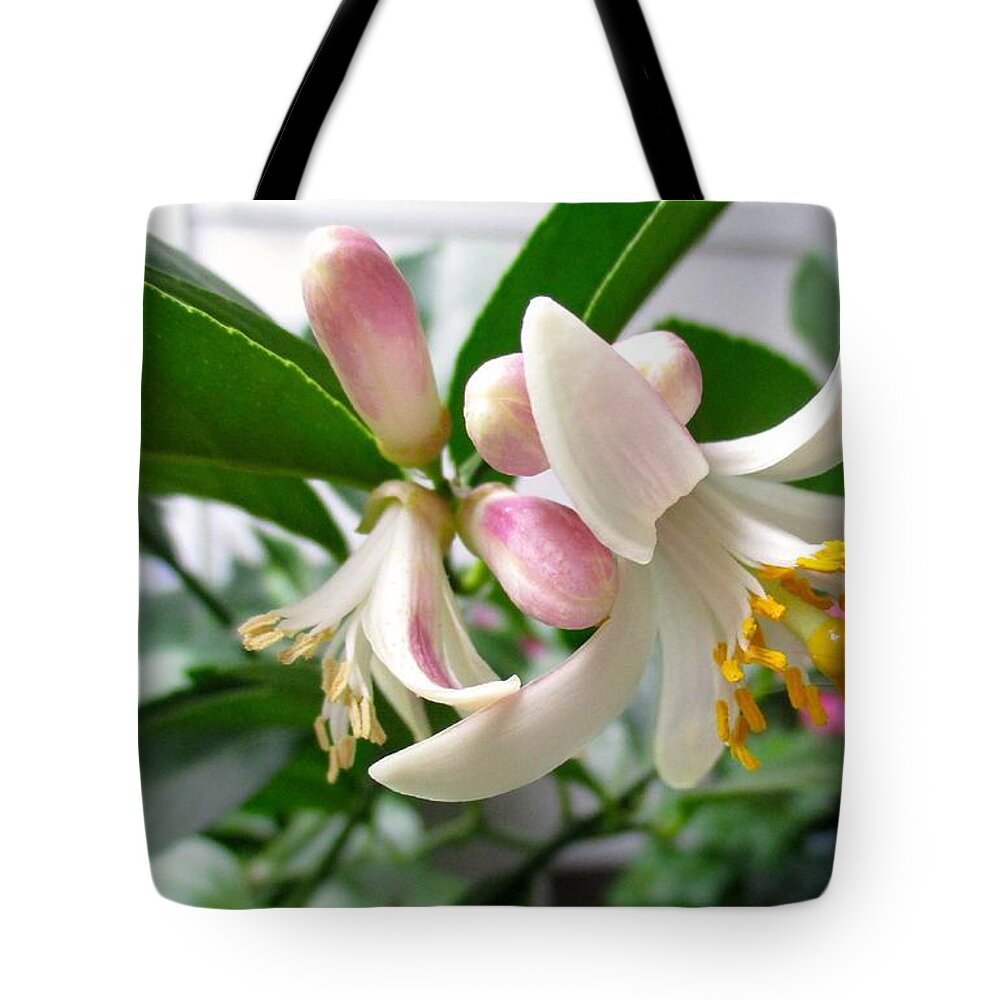 Flowering Trees Tote Bag featuring the photograph Sweet Nectar by Etta Harris
