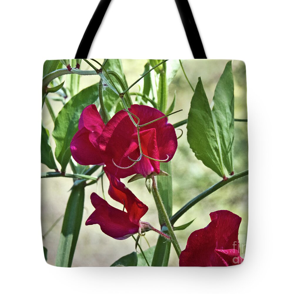 Boyce Thompson Arboretum Tote Bag featuring the photograph Sweet Peas in the Shade by Kathy McClure