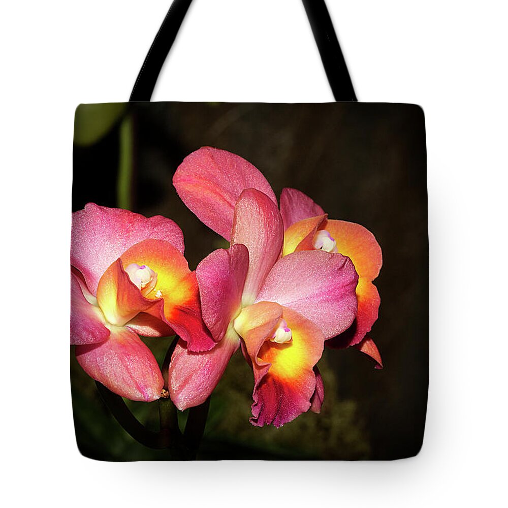 Flowers Tote Bag featuring the photograph Sweetness by Phyllis Denton