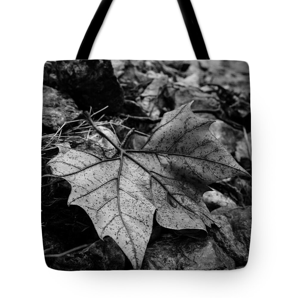 Leaf Tote Bag featuring the photograph Sycamore Leaf by Jeff Phillippi