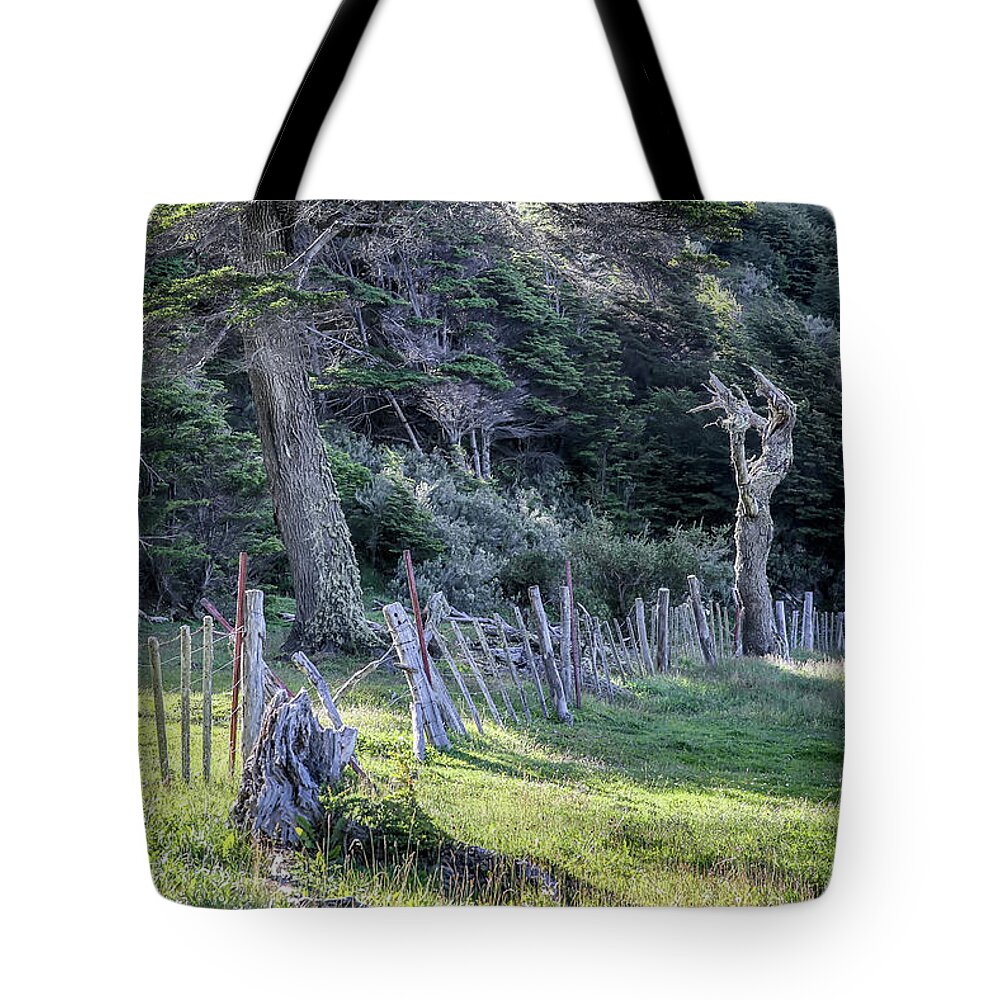 Trees Tote Bag featuring the photograph Symphony of the Trees by John Haldane