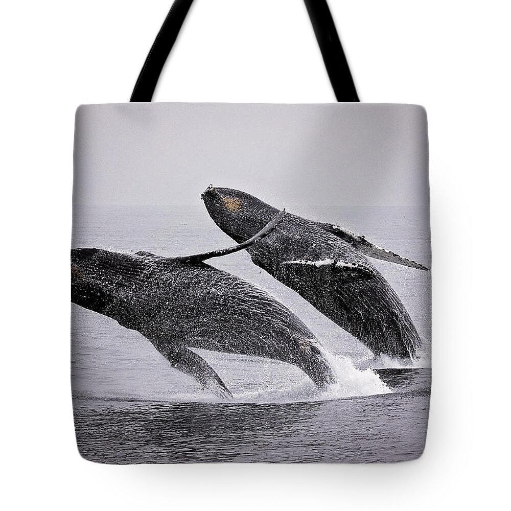 Humpback Tote Bag featuring the photograph Synchronized Double Breach by Deana Glenz