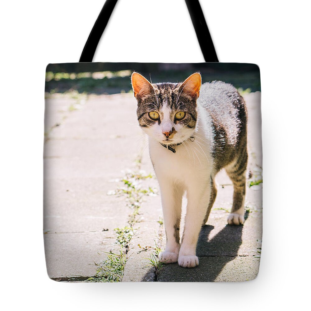Sunshine Tote Bag featuring the photograph Tabby and White Cat In The Sun by Pati Photography