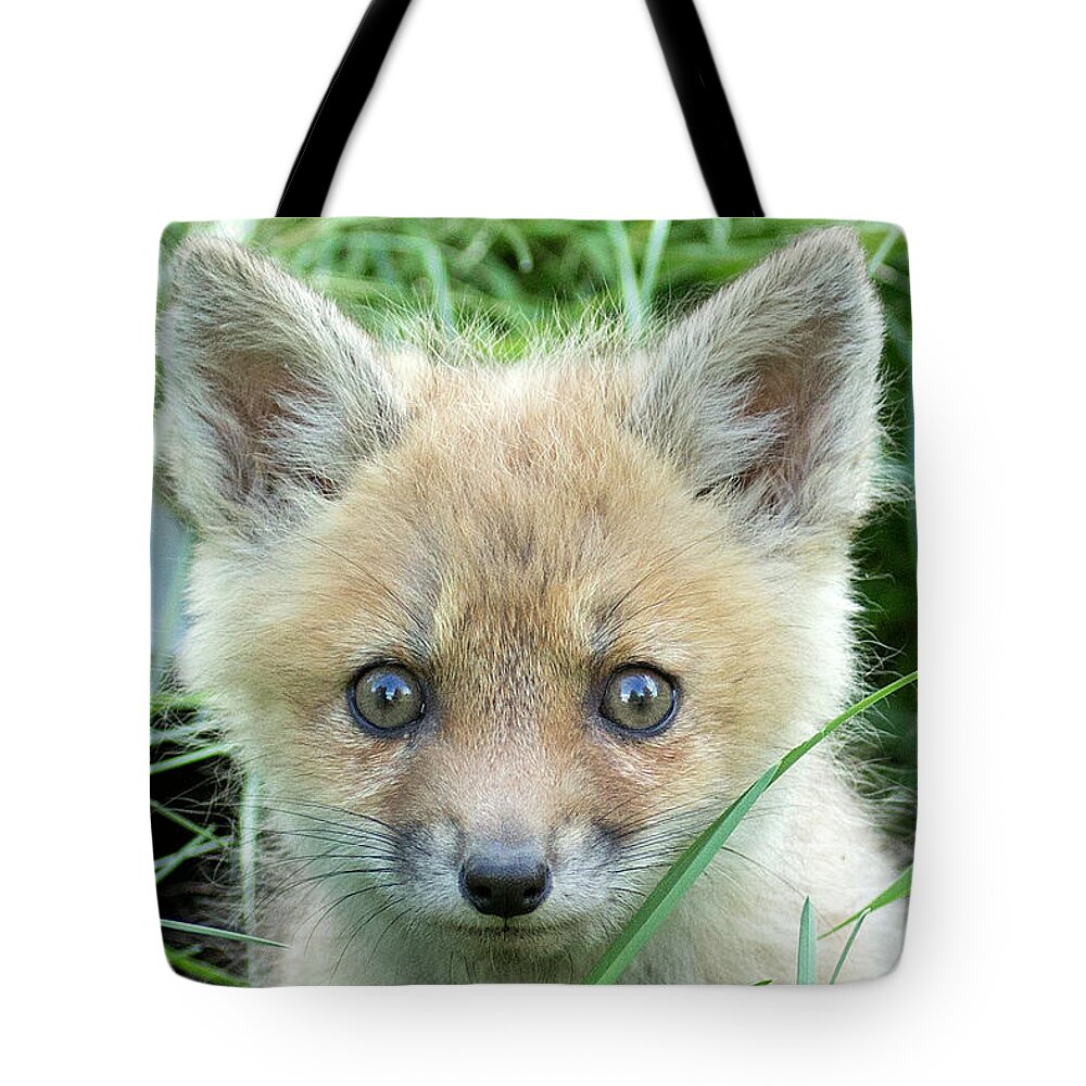 Fox Tote Bag featuring the photograph Take me home by Everet Regal