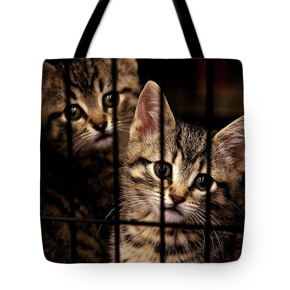 Kittens Tote Bag featuring the photograph Take me home by Tatiana Travelways
