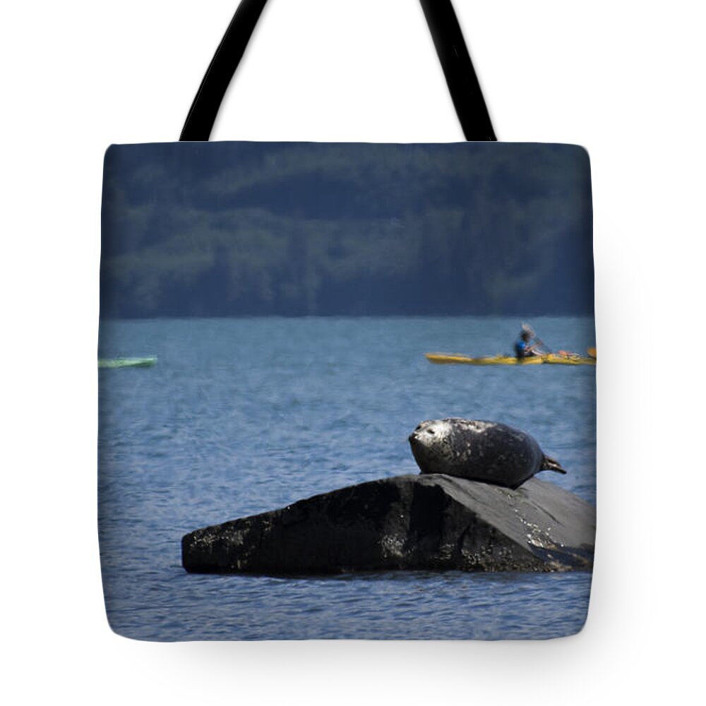 Harbor Seal Tote Bag featuring the photograph Take No Notice by Ian Johnson