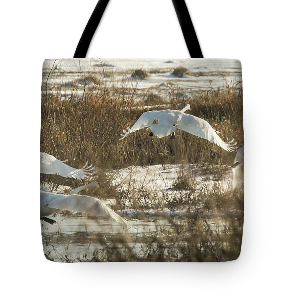 Trumpeter Swans Tote Bag featuring the photograph Take Off by Holly Ross