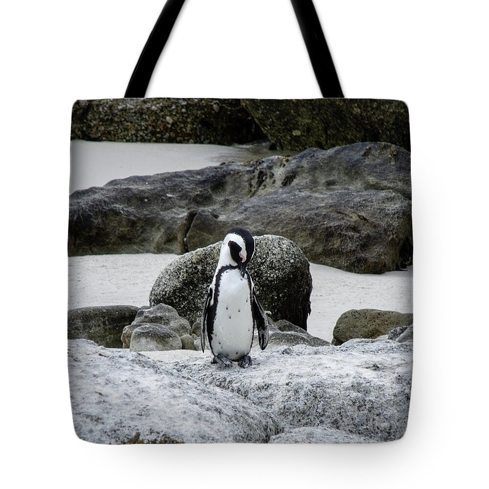 Penguin Tote Bag featuring the photograph Taking a nap by Gaelyn Olmsted