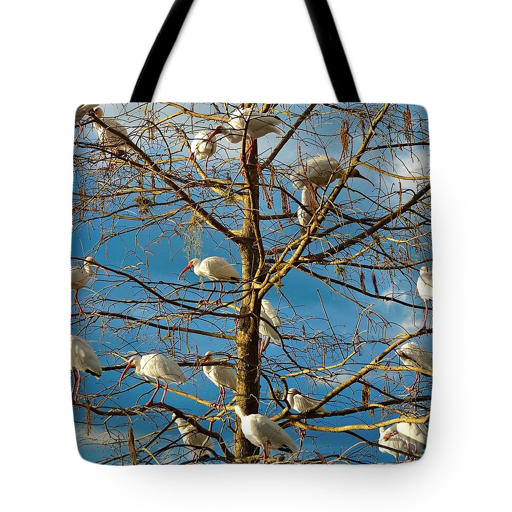 White Ibis Tote Bag featuring the photograph Dr. Seuss by Carolyn Mickulas