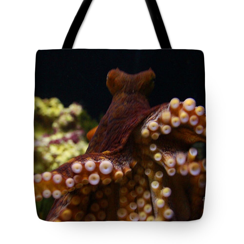 Jennifer Bright Art Tote Bag featuring the photograph Tako not Taco Hawaiian Octopus by Jennifer Bright Burr
