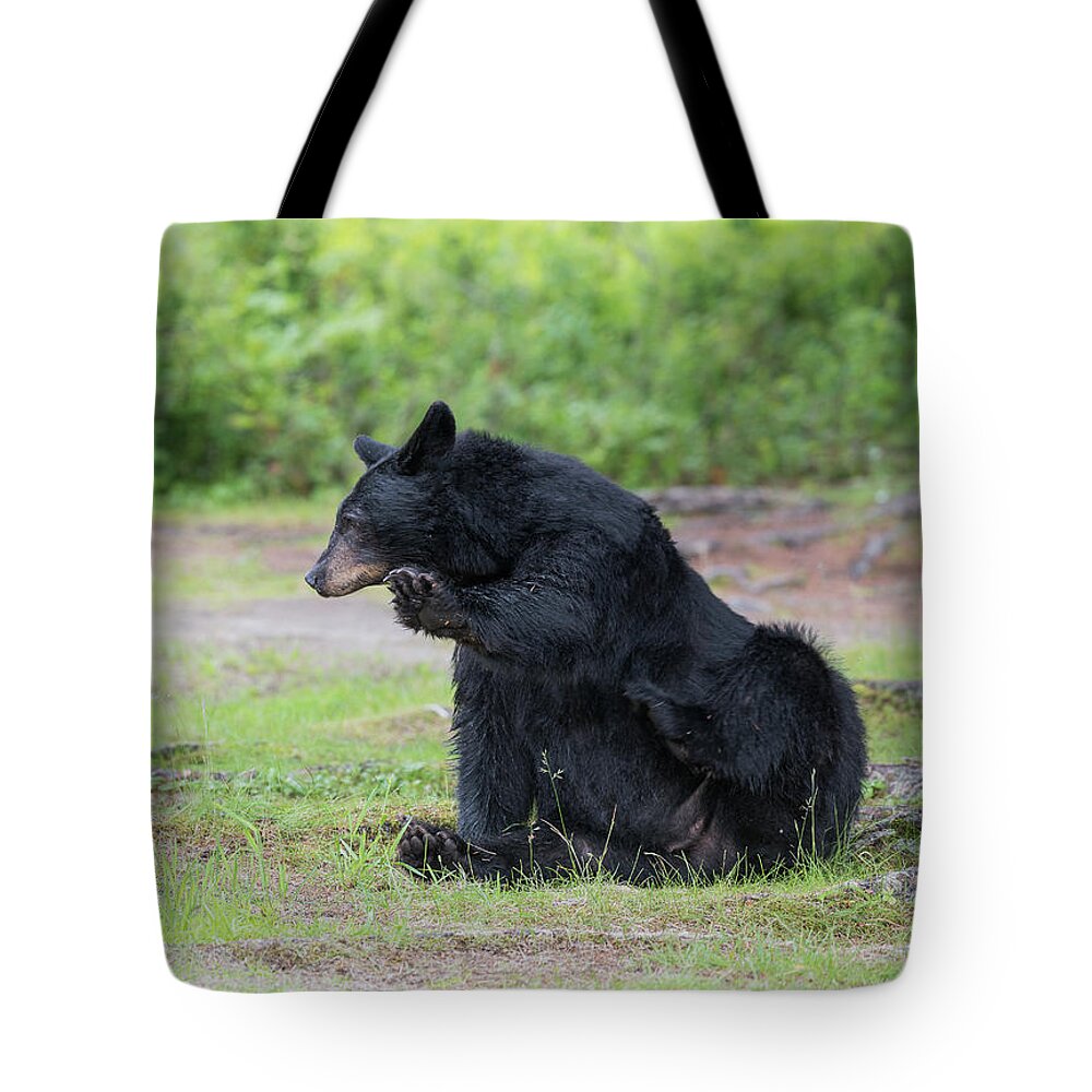 Black Bear Tote Bag featuring the photograph Talk to the hand by David Kirby