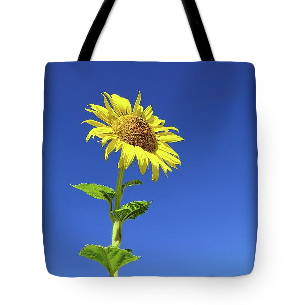 Sunflower Tote Bag featuring the photograph Tall Sunflower by Connor Beekman