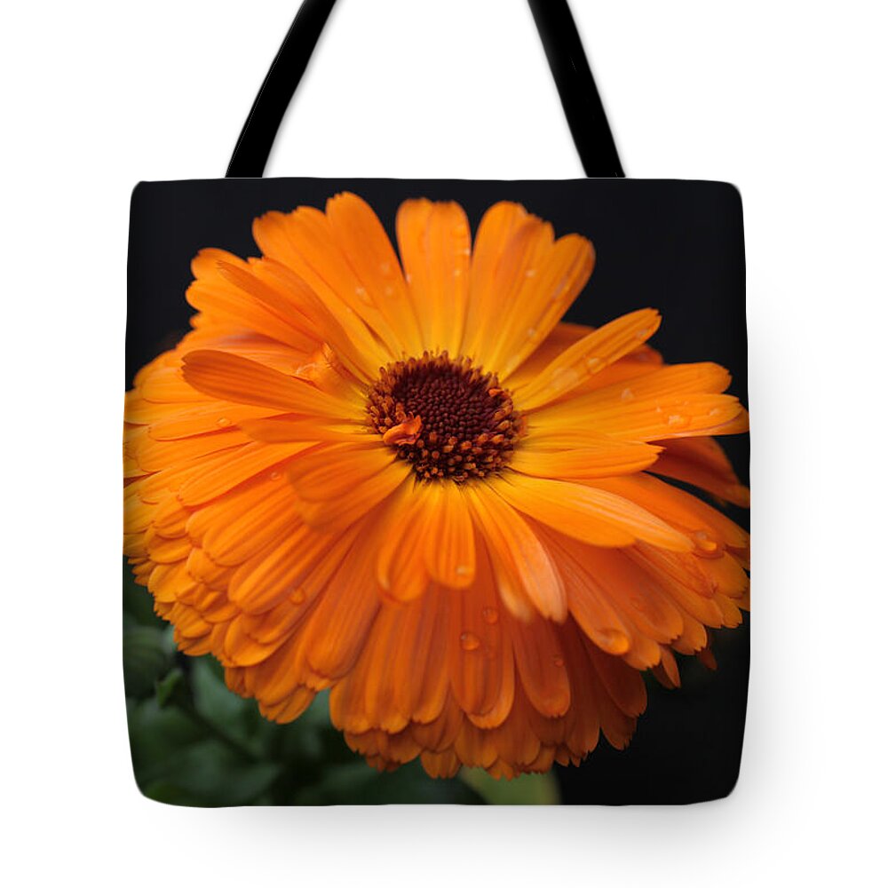 Gerbera Daisy Tote Bag featuring the photograph Tangerine Gerbera Daisy by Tammy Pool